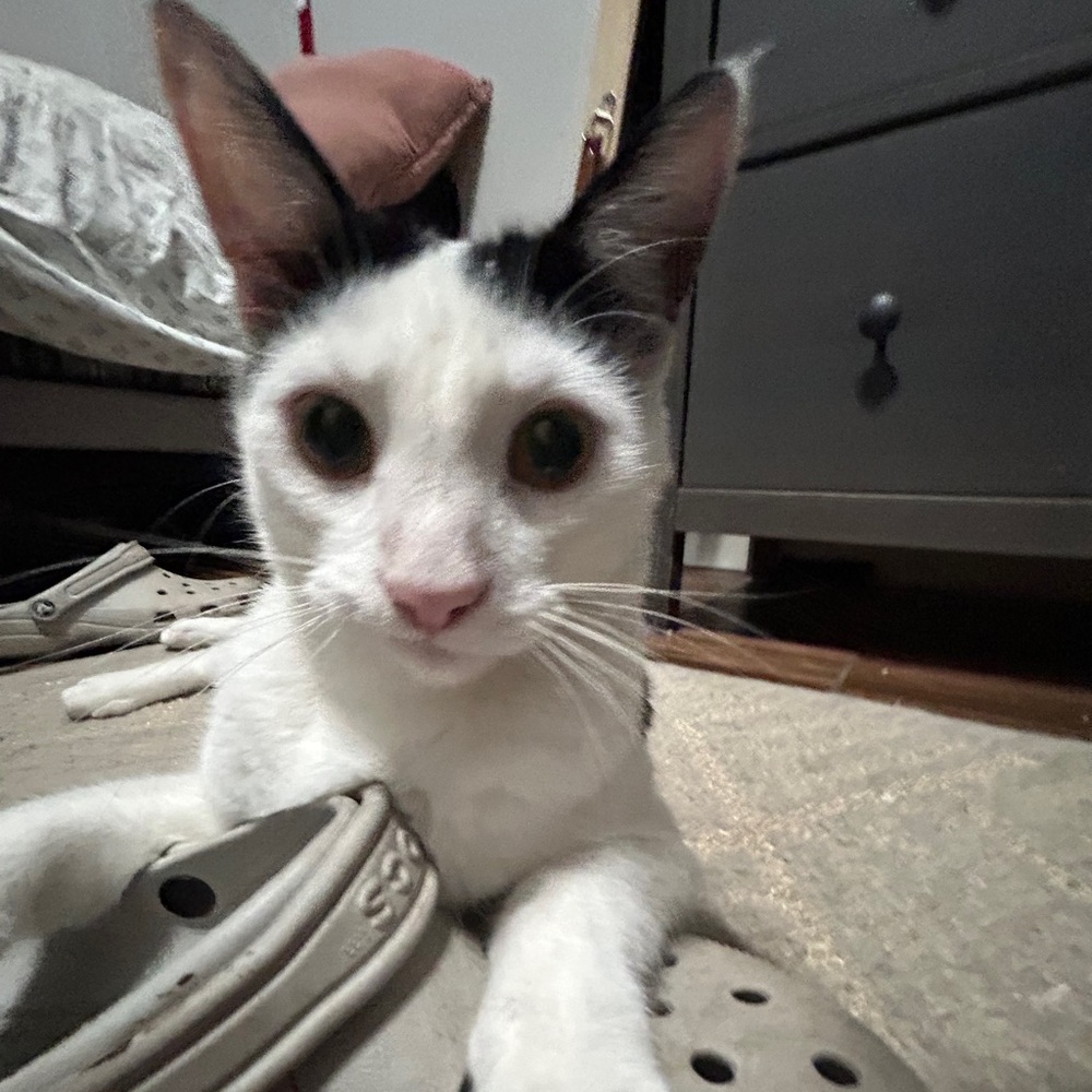 Meet your Posher, Hiro